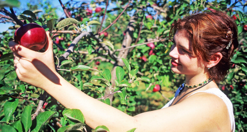 Une jeune femme rousse cueille une pomme dans un verger.
