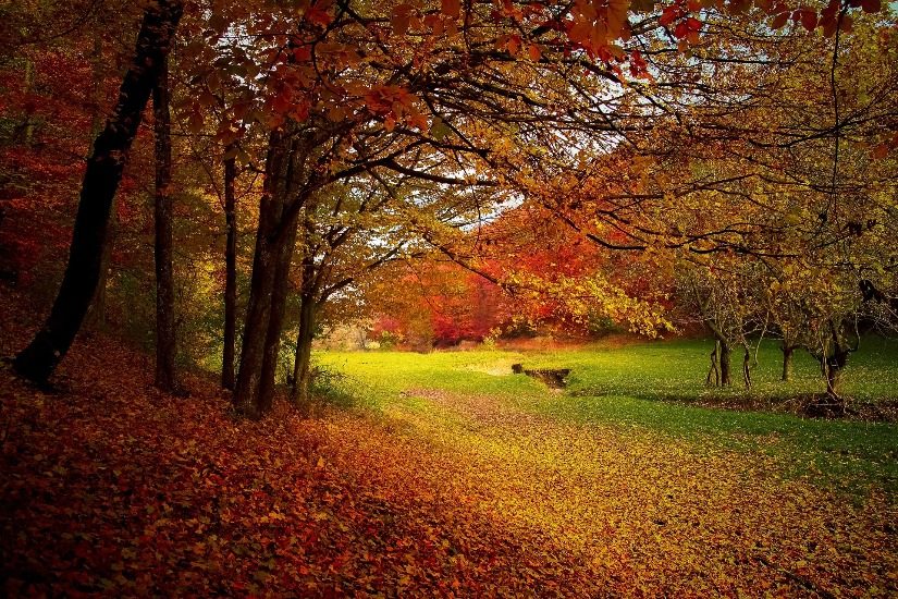 Arbres aux feuilles rouges et jaunes, dont plusieurs jonchent le sol. 