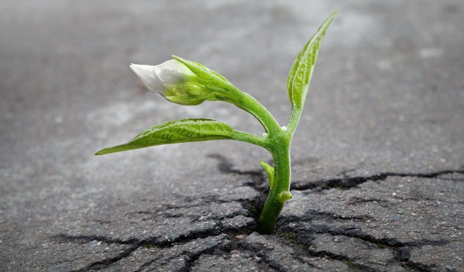 Une fleur poussant à travers l'asphalte. 