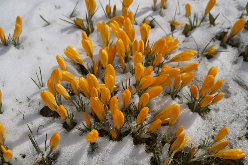 Des fleurs jaunes poussent malgré la neige.
