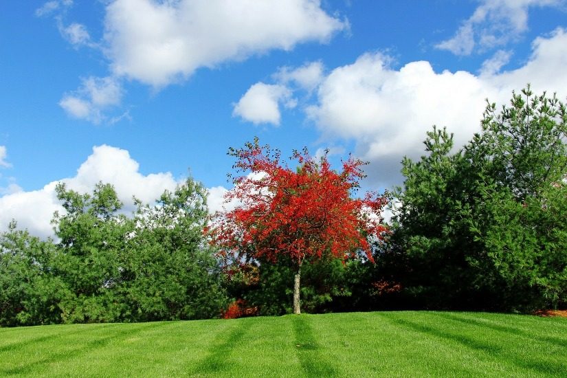 Juste à côté d'arbres bien verts, un arbre aux feuilles toutes rouges. 