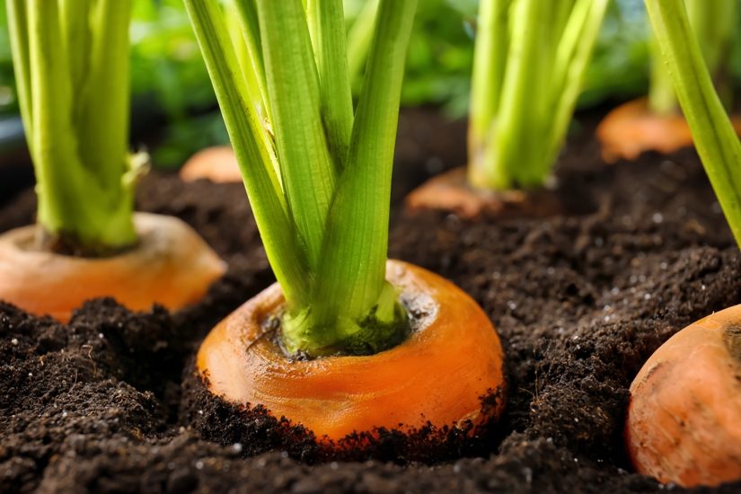 Des carottes émergent de terre. Des carottes émergent de terre.